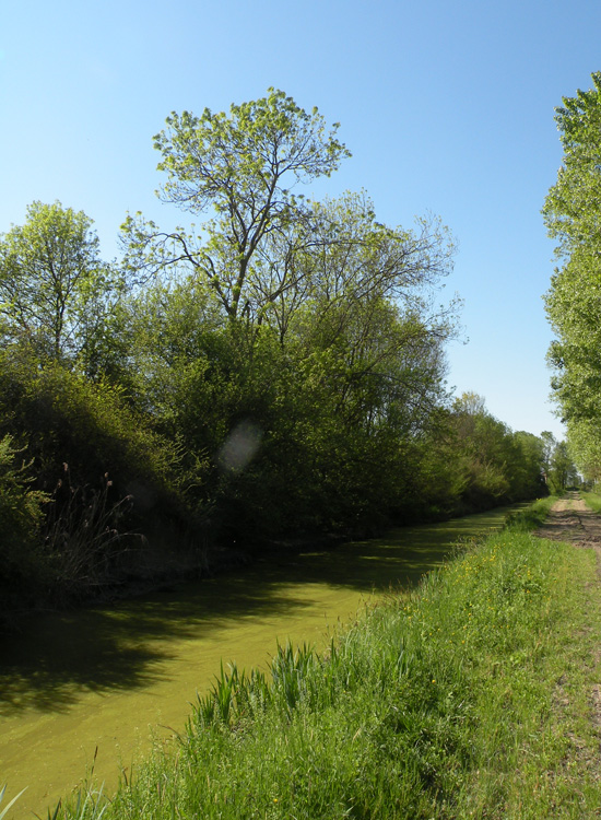 Canale Bruciati, SIC Valli di Novellara RE: le alghe